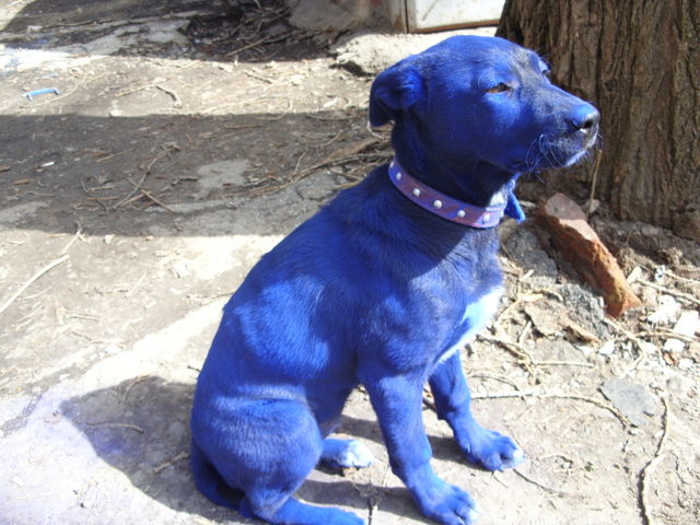 blue-dog-01