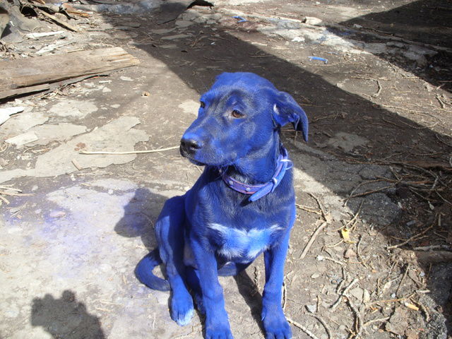 blue-dog-04
