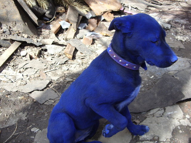blue-dog-05