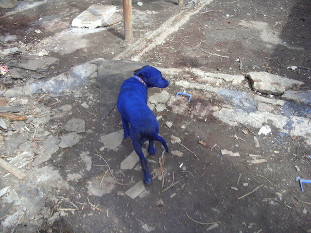 blue-dog-06