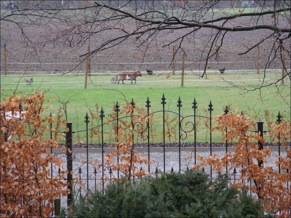 гигантский кролик
