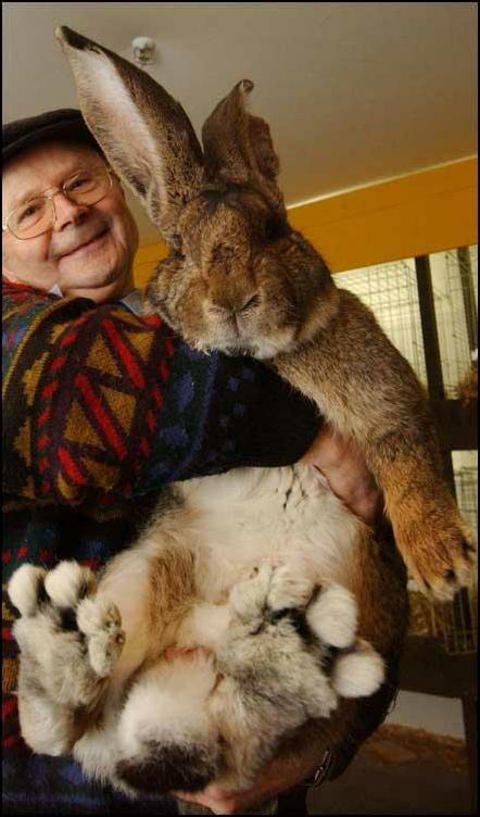 гигантский кролик