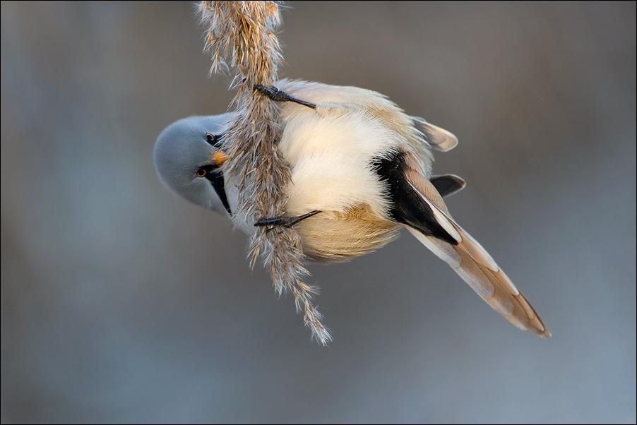 Птицы Прикол Фото