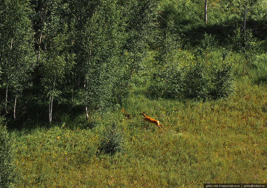Новосибирская область с высоты птичьего полета