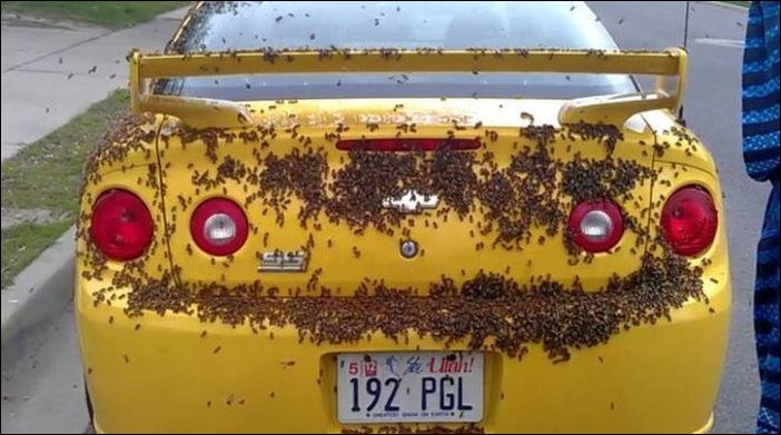 Нападение пчел