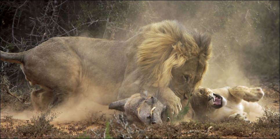 Король-лев и дикая свинья бородавочник