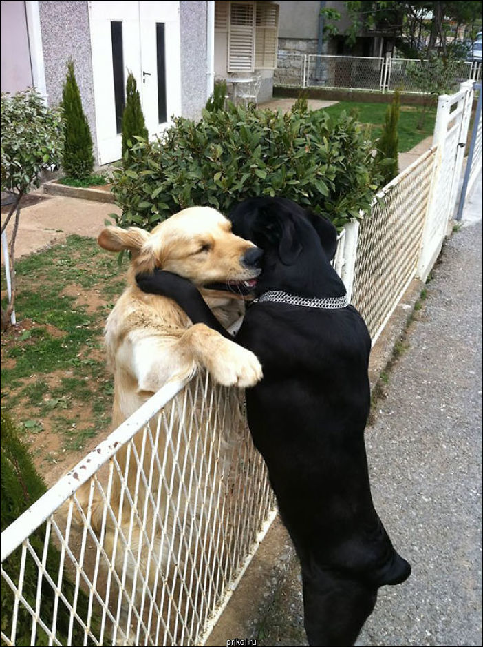 Собаки лучшие друзья