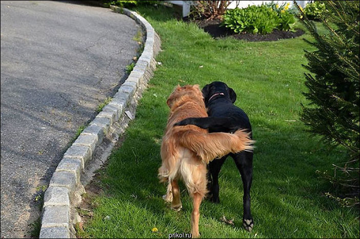 Собаки лучшие друзья