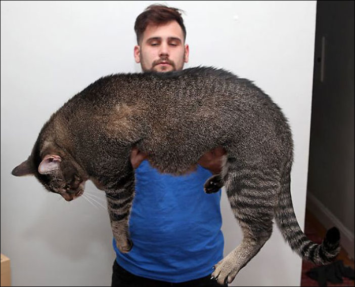 Огромный кот
