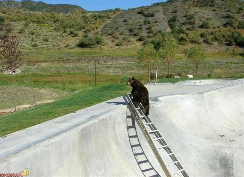 bear-climbs-ladder-05