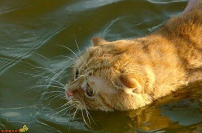 cat-swimming-01