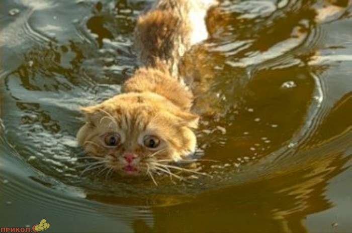 cat-swimming-03
