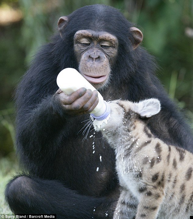 chimpanzee-and-puma-02