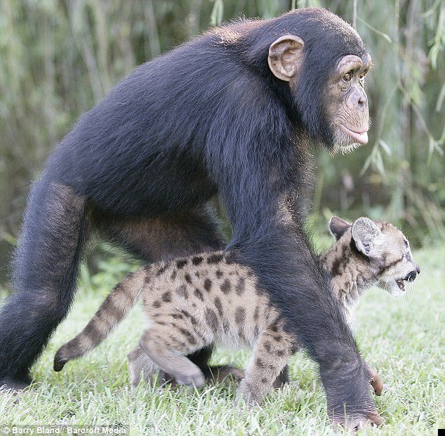 chimpanzee-and-puma-03