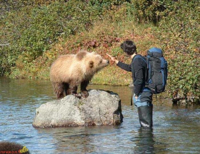 friendly-bears-08