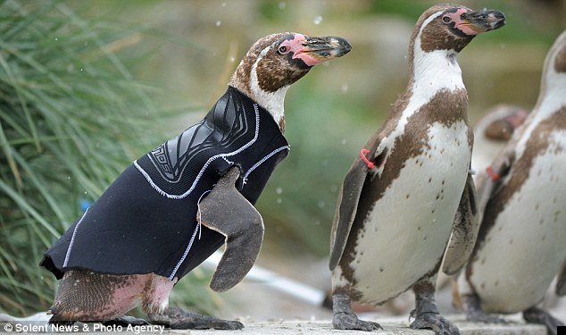 penguin-wetsuit-03