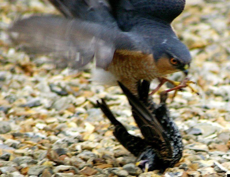 sparrowhawk-kills-starling-03