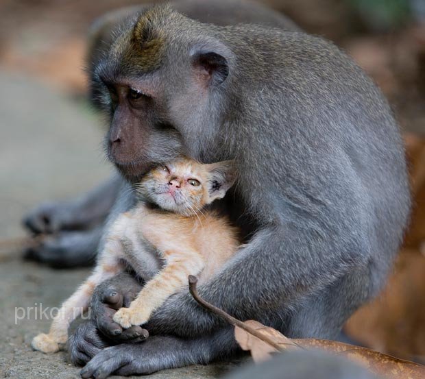 monkey-and-kitten-03