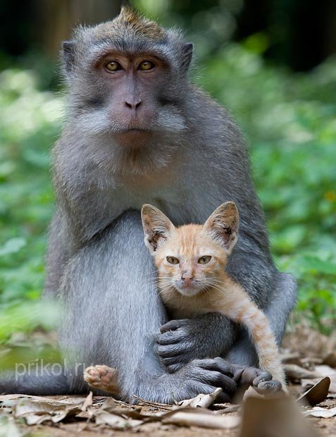 monkey-and-kitten-05