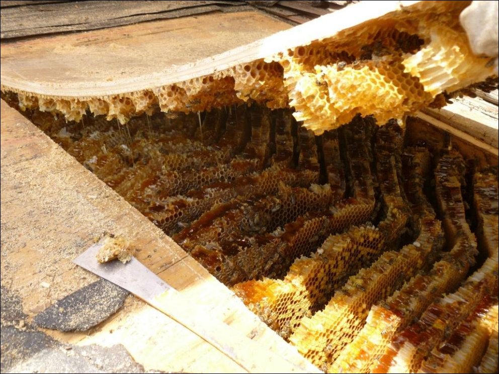 Пчелы устроили улей под крышей дома