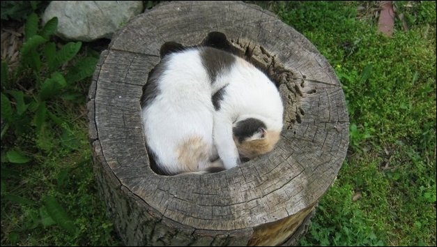 Коты на расслабоне