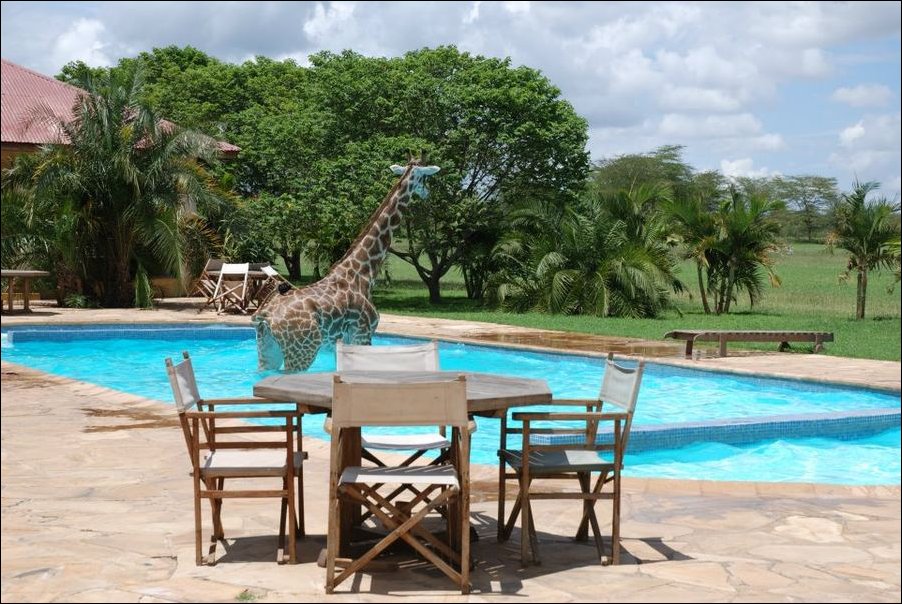 жираф в бассейне