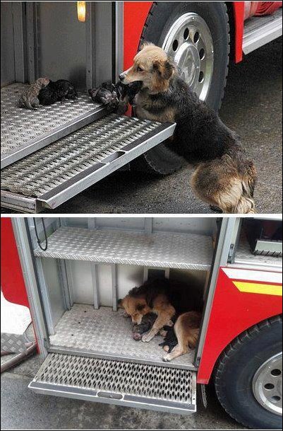 Собака спасла щенят из горящего дома