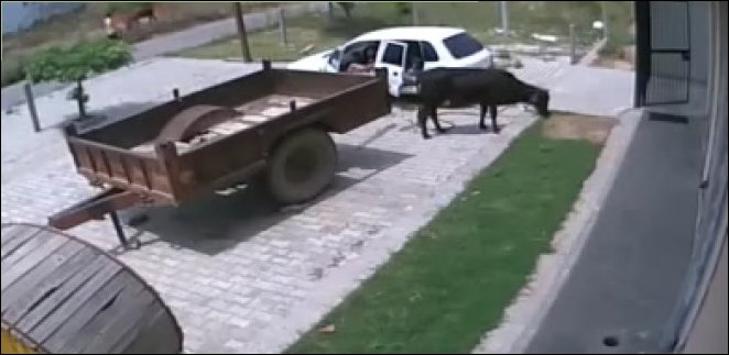 Посадил корову в машину