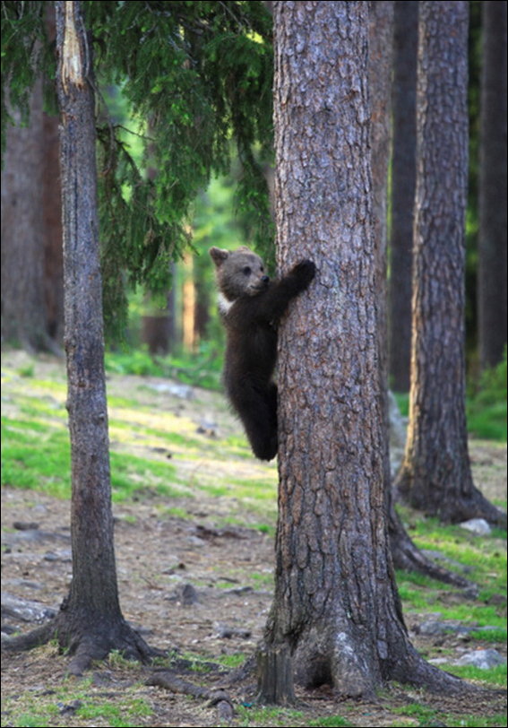 Медвежата в лесу