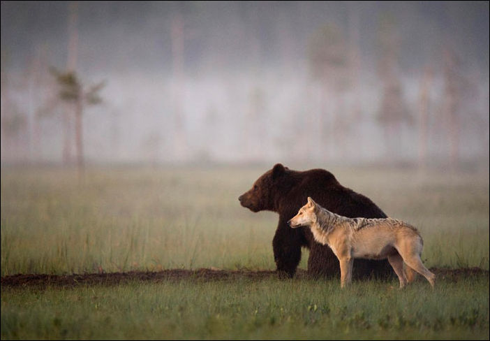 медведь и волчица