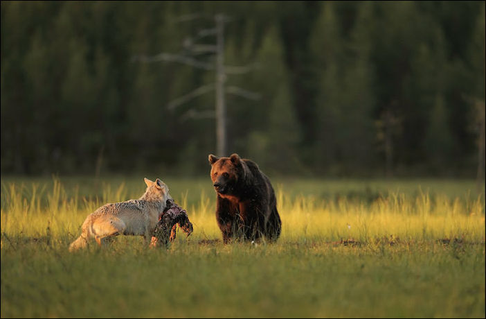 медведь и волчица