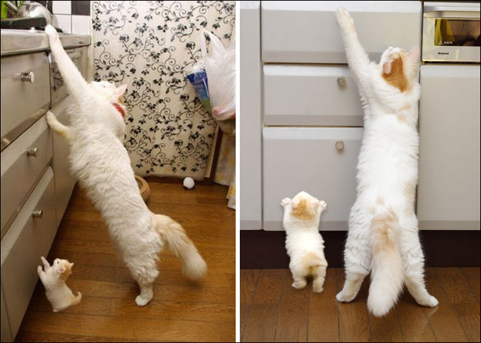 15 котов и их миниатюрных копий 15 котов и их миниатюрных копий