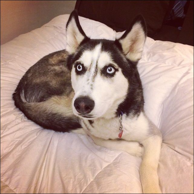 Доктор Майк Доктор Майк