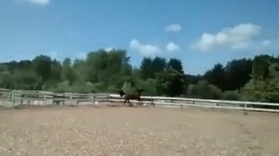 Прикольные гифки Прикольные гифки