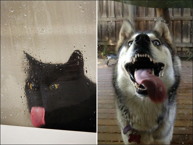 Животные которые лижут стекло Животные которые лижут стекло