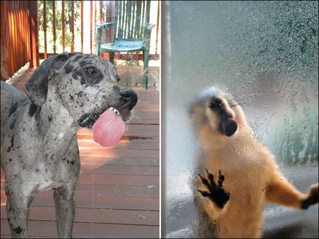 Животные которые лижут стекло Животные которые лижут стекло