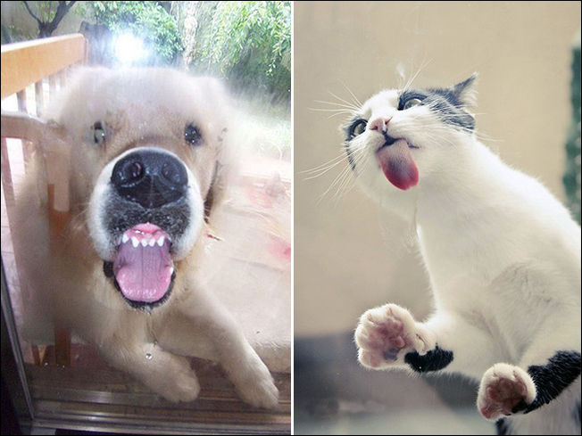 Животные которые лижут стекло Животные которые лижут стекло