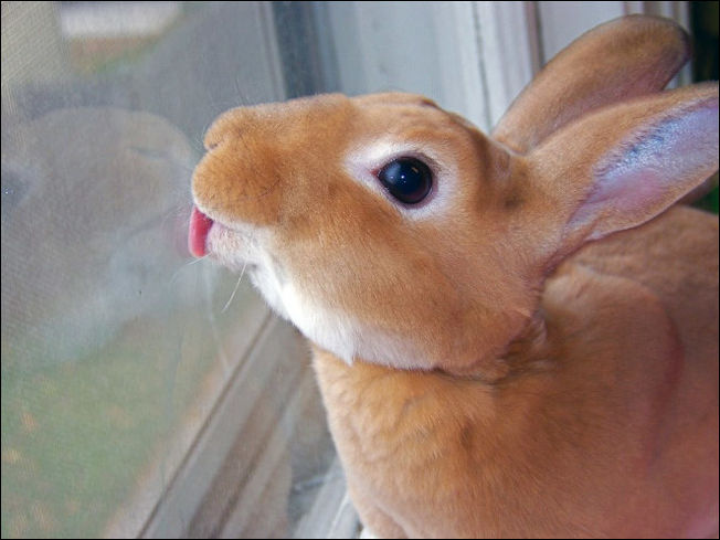 Животные которые лижут стекло Животные которые лижут стекло