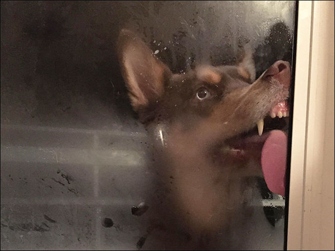 Животные которые лижут стекло Животные которые лижут стекло