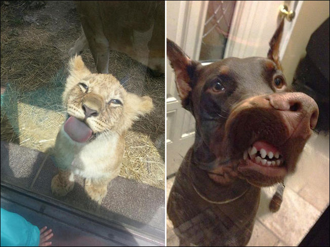 Животные которые лижут стекло Животные которые лижут стекло