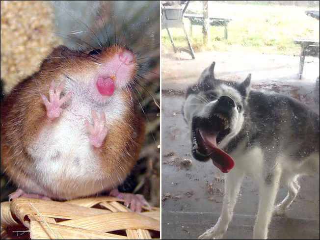 Животные которые лижут стекло Животные которые лижут стекло