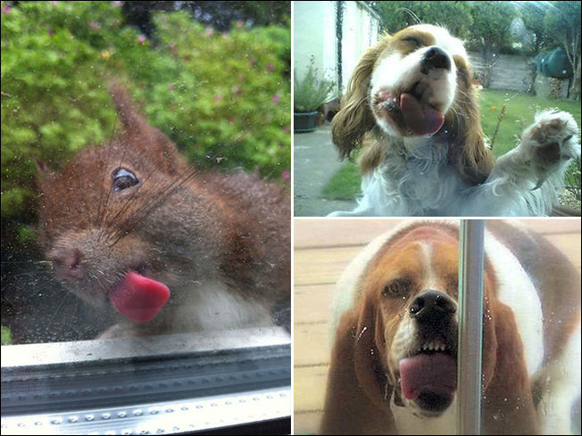 Животные которые лижут стекло Животные которые лижут стекло