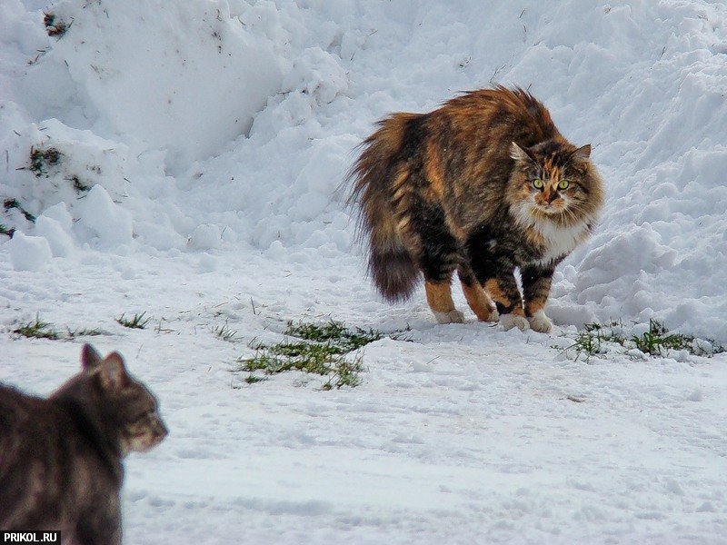 cats-and-snow-09