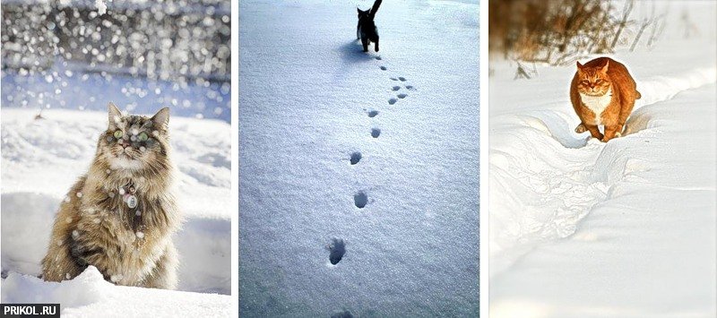 cats-and-snow-11
