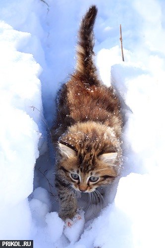 cats-and-snow-21