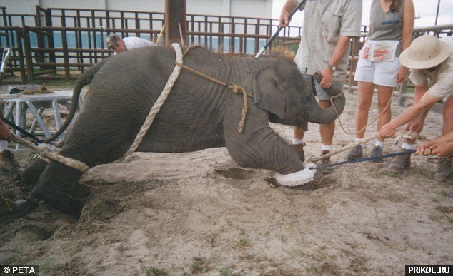 circus-elephant-02