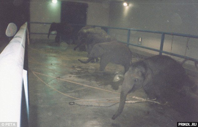 circus-elephant-09