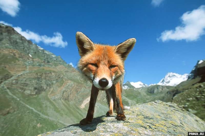 fox-fox-01