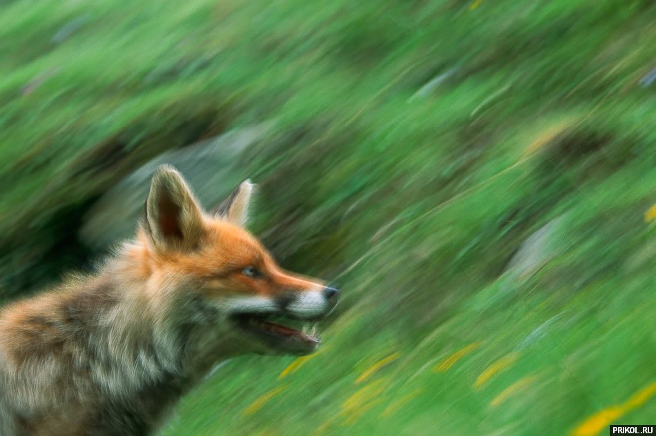 fox-fox-05