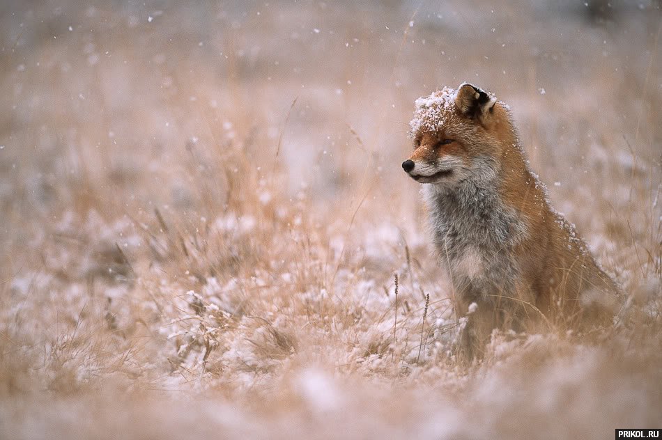 fox-fox-09